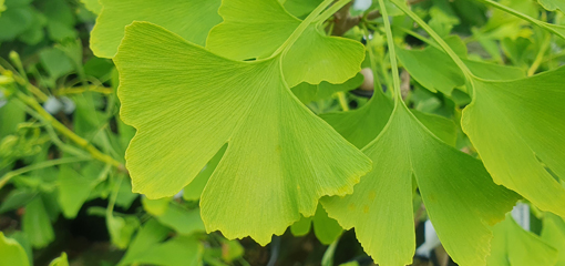 Ginkgo