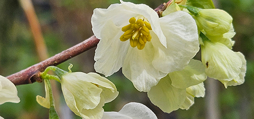 Halesia