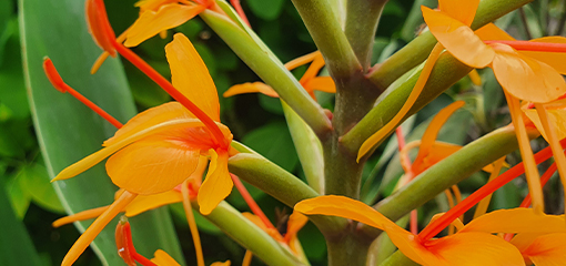 Hedychium