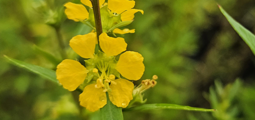 Heimia Heimia