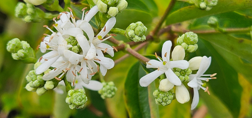 Heptacodium