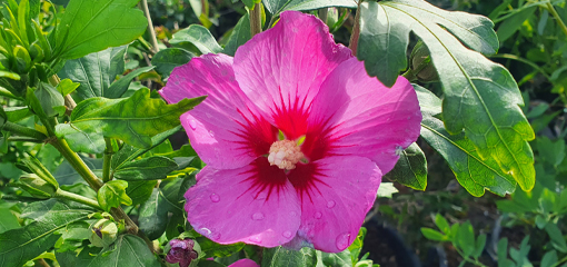 Hibiscus