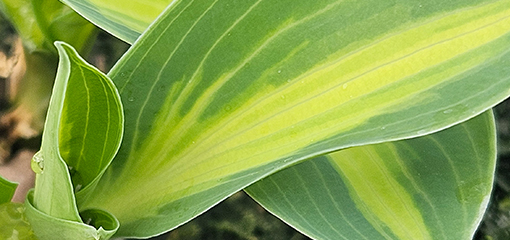 Hosta