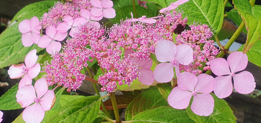 Hydrangea