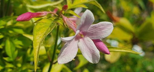 Jasminum