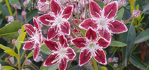 Kalmia