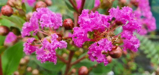 Lagerstroemia