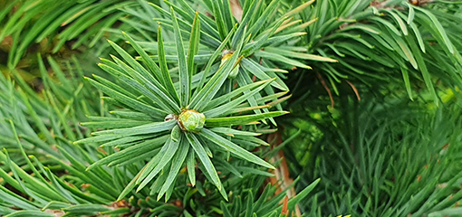 Larix