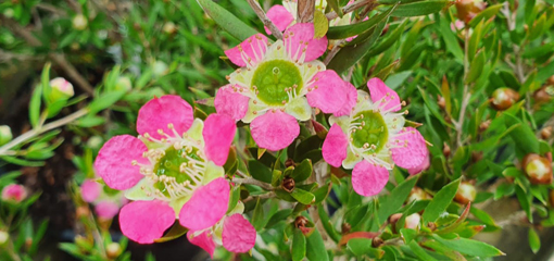 Leptospermum