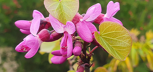 Lespedeza