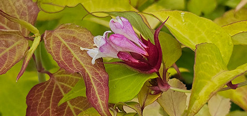 Leycesteria