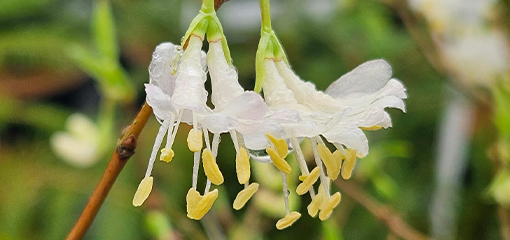 Lonicera