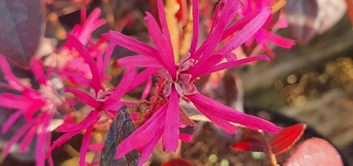 Loropetalum