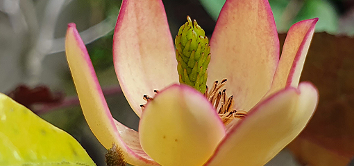 Magnolia