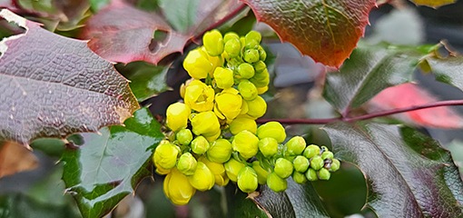 Mahonia