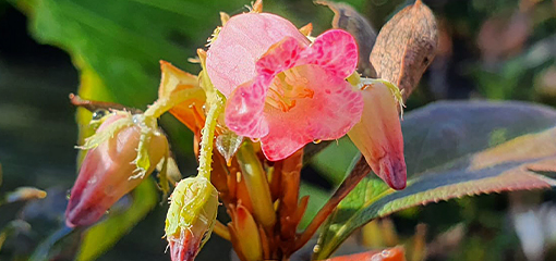 Menziesia