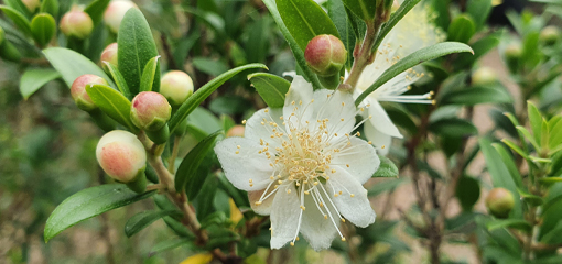 Myrtus