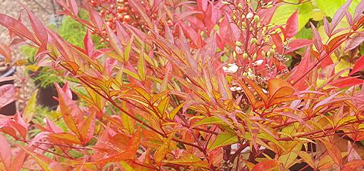 Nandina
