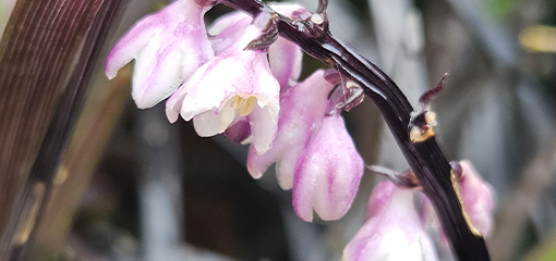 Ophiopogon