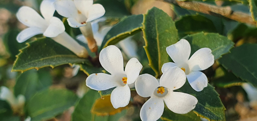 Osmanthus