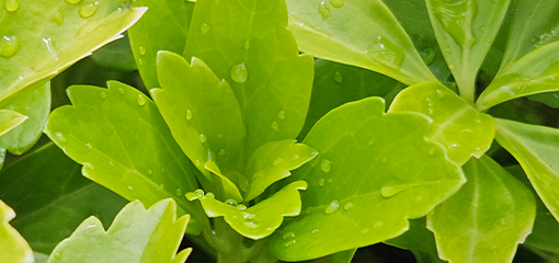 Pachysandra