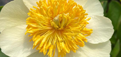 Paeonia