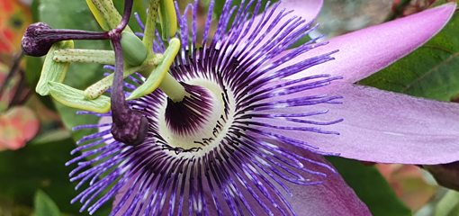 Passiflora