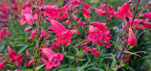 Penstemon