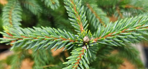 Picea