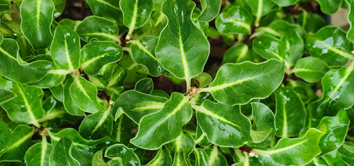 Pittosporum