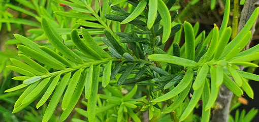 Podocarpus