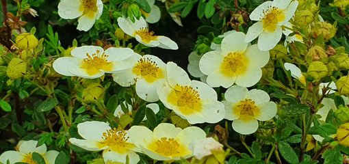 Potentilla