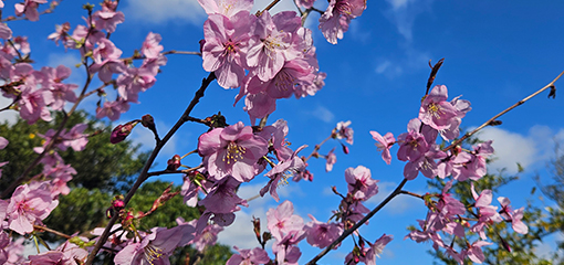 Prunus
