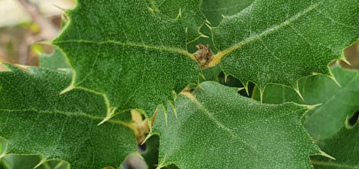 Quercus
