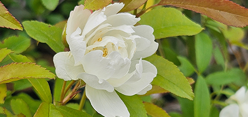 Rosa
