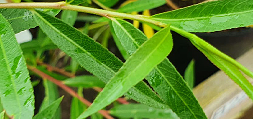 Salix