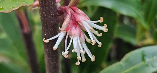Sarcococca