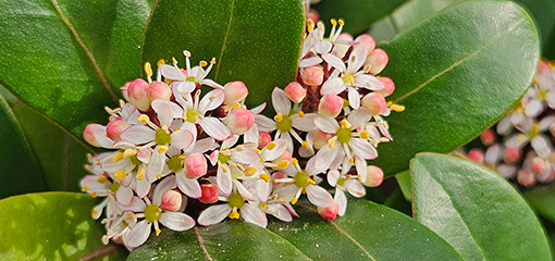 Skimmia