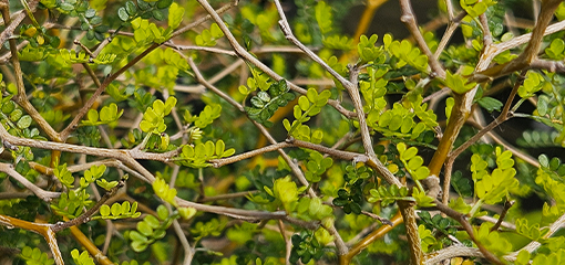 Sophora