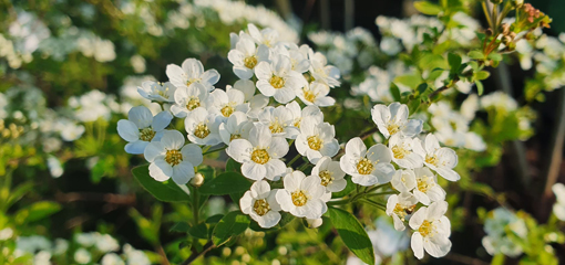 Spiraea