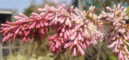 Syringa