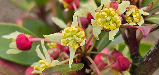 Tasmannia