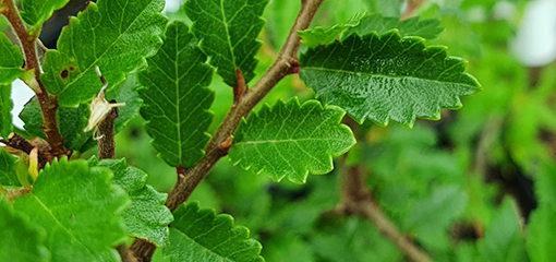 Ulmus