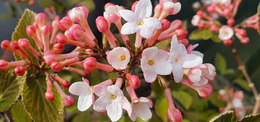 Viburnum