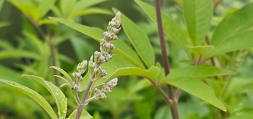 Vitex