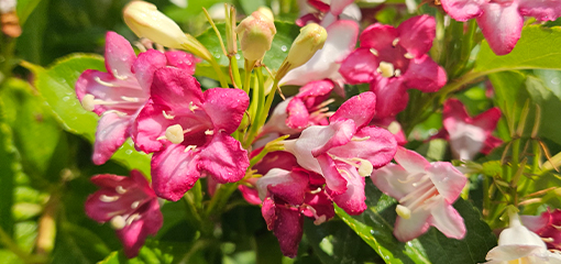 Weigela