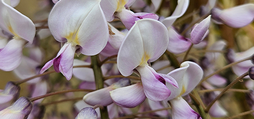 Wisteria Wisteria