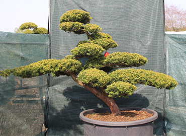 Japanese Yew (Taxus cuspidata) Niwaki