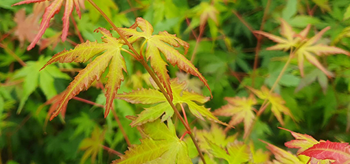 Acer palmatum (Japanese Maple) Acer palmatum (Japanese Maple)