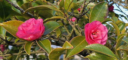 Camellia (Camellia hiemalis) Camellia (Camellia hiemalis)
